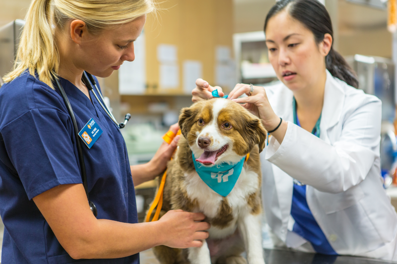 Pet food safety