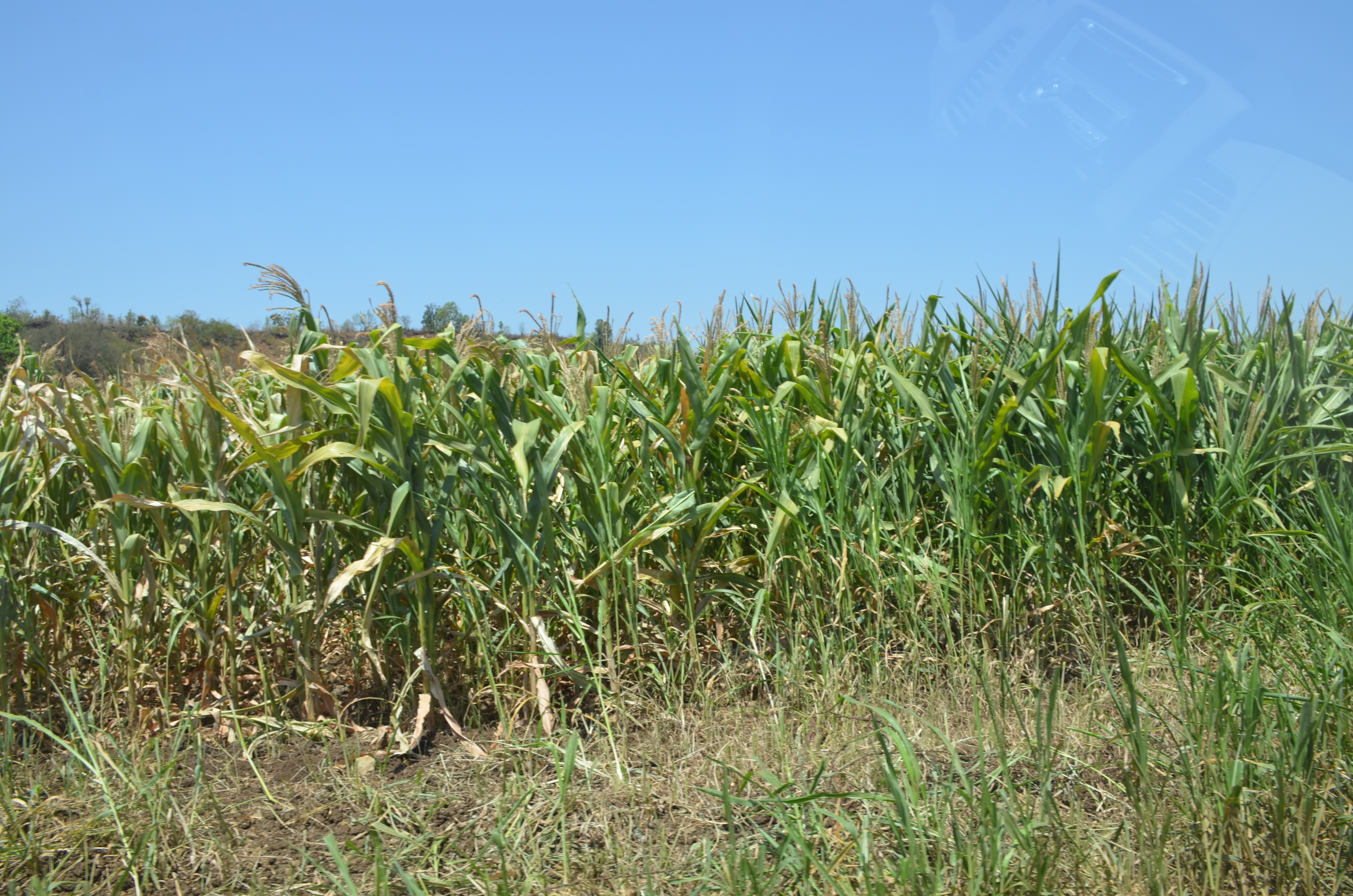 maize