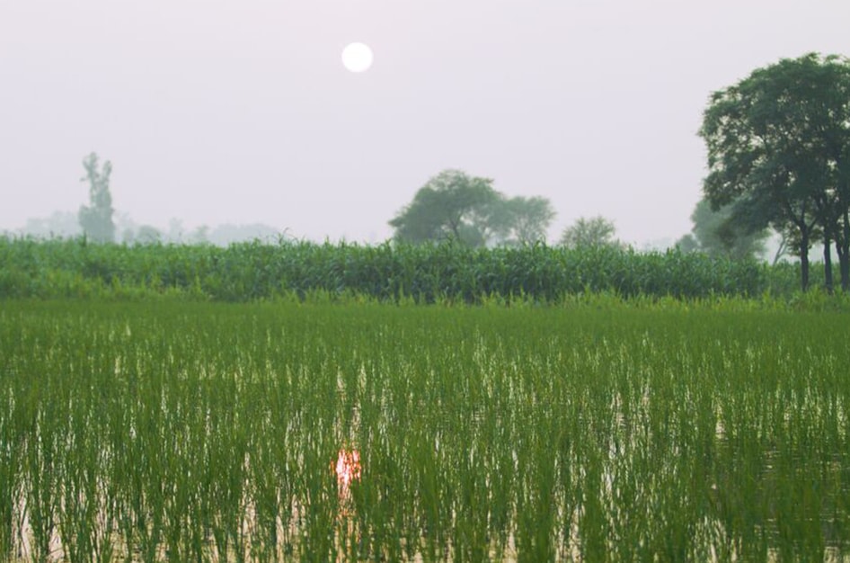 Rice field
