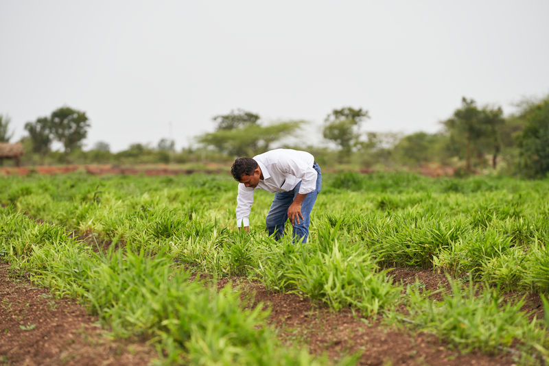 Farmer 