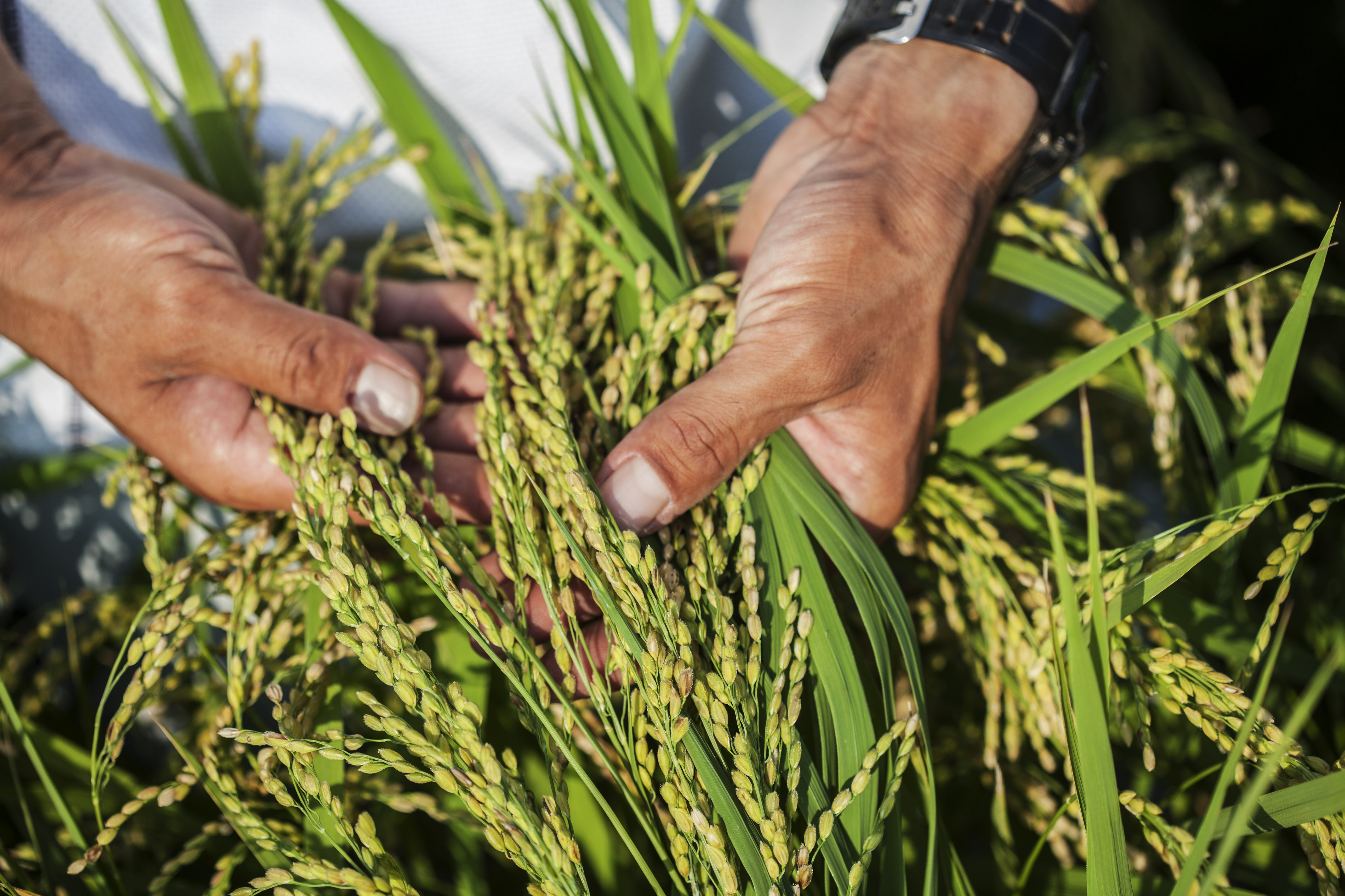 Maize GAP Image