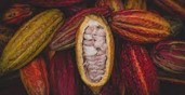 Photo of Cocoa Pod