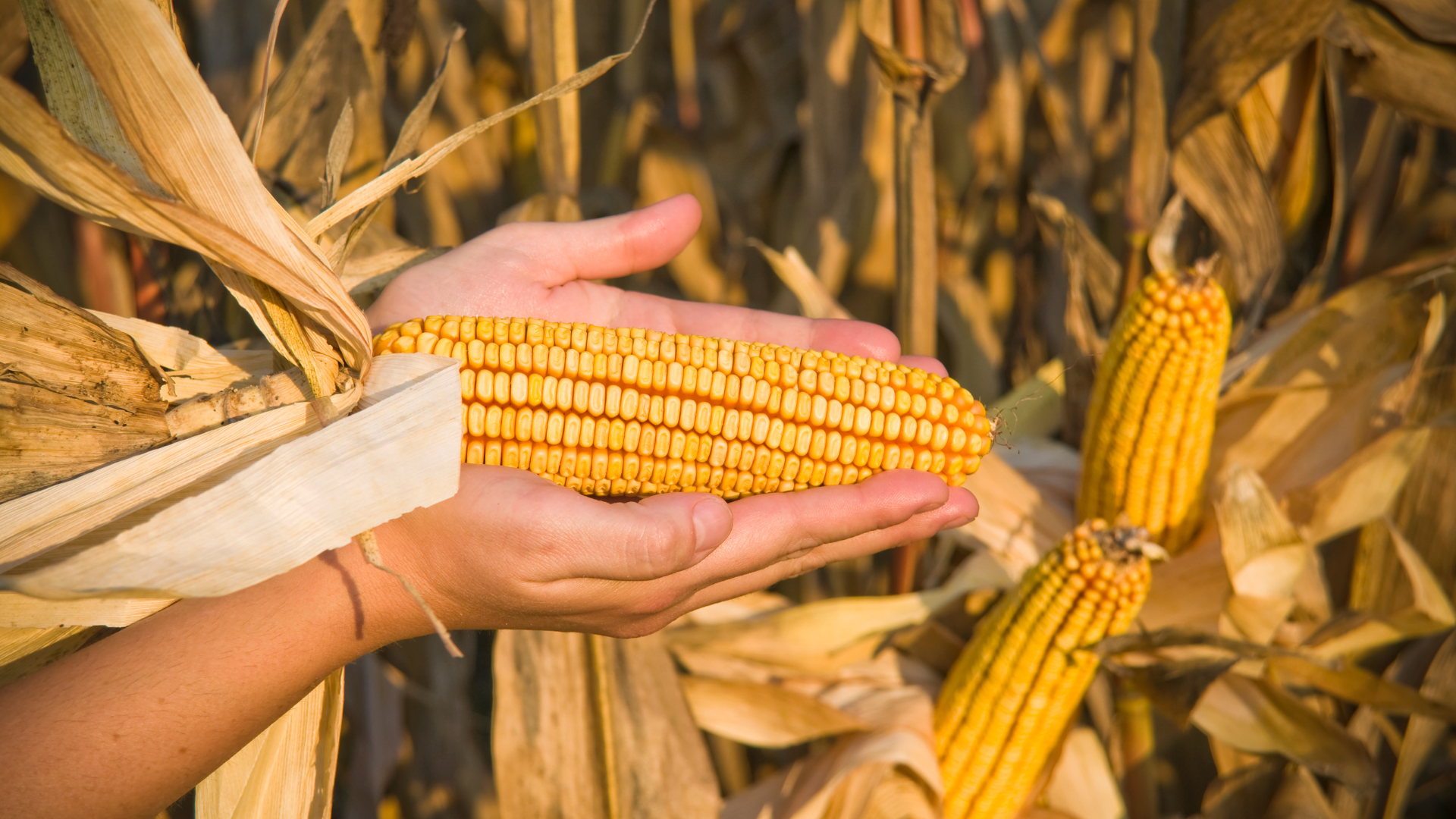 corn with hand