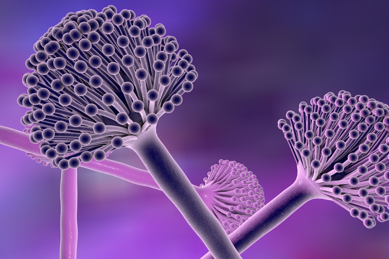 Alatoxin purple for publication