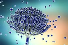 Mycotoxin
