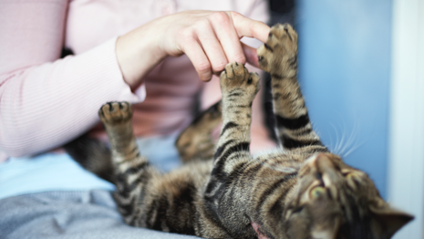 Transmission of bacterial zoonotic pathogens between pets and humans: The role of pet food.