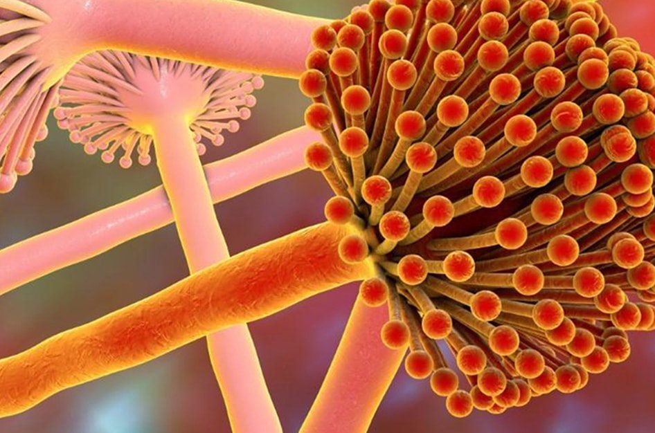 mycotoxin